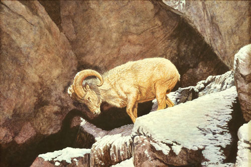 Sheep